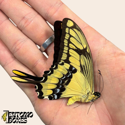 Papilio thoas mâle papillon