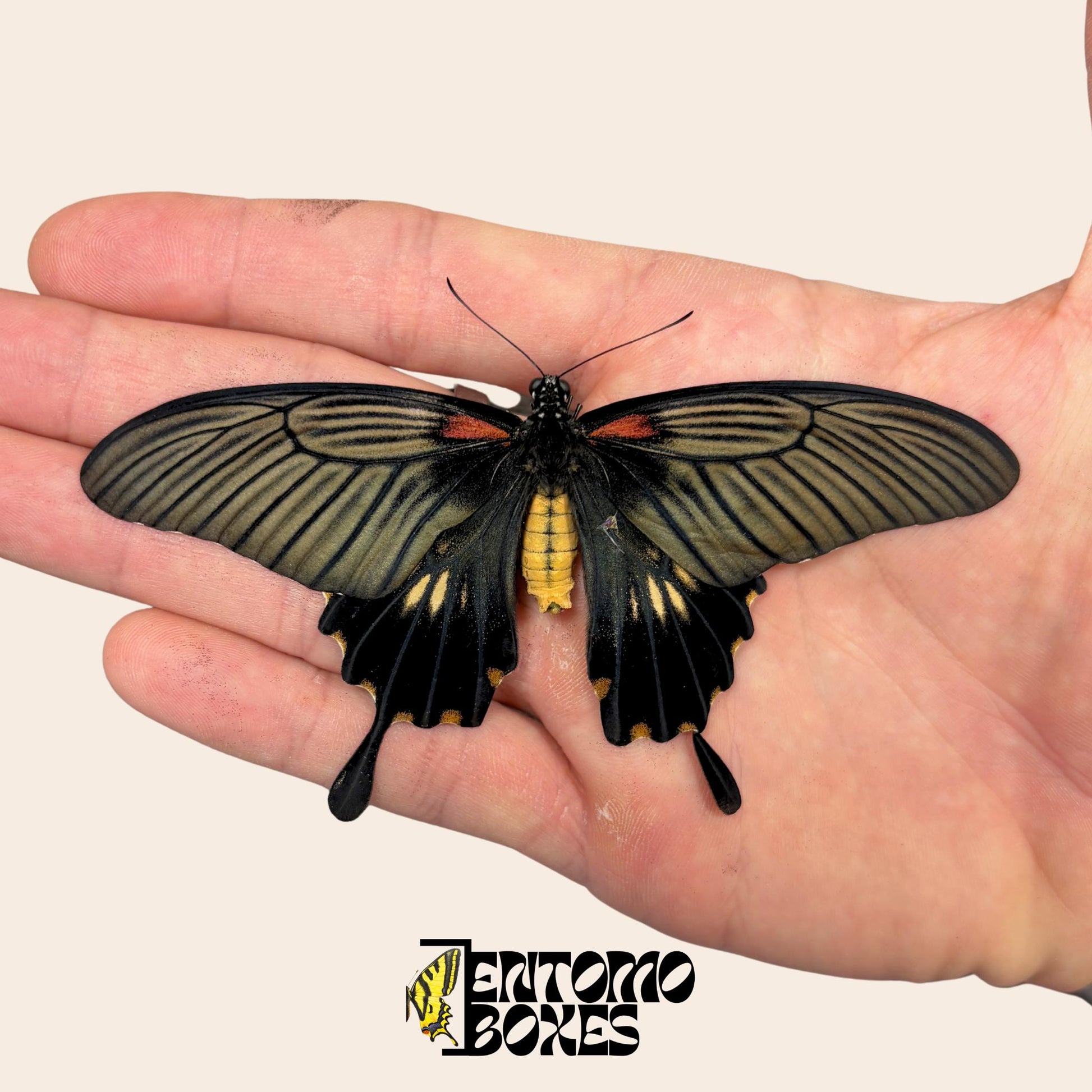 papilio lowi non étalé femelle sur hand