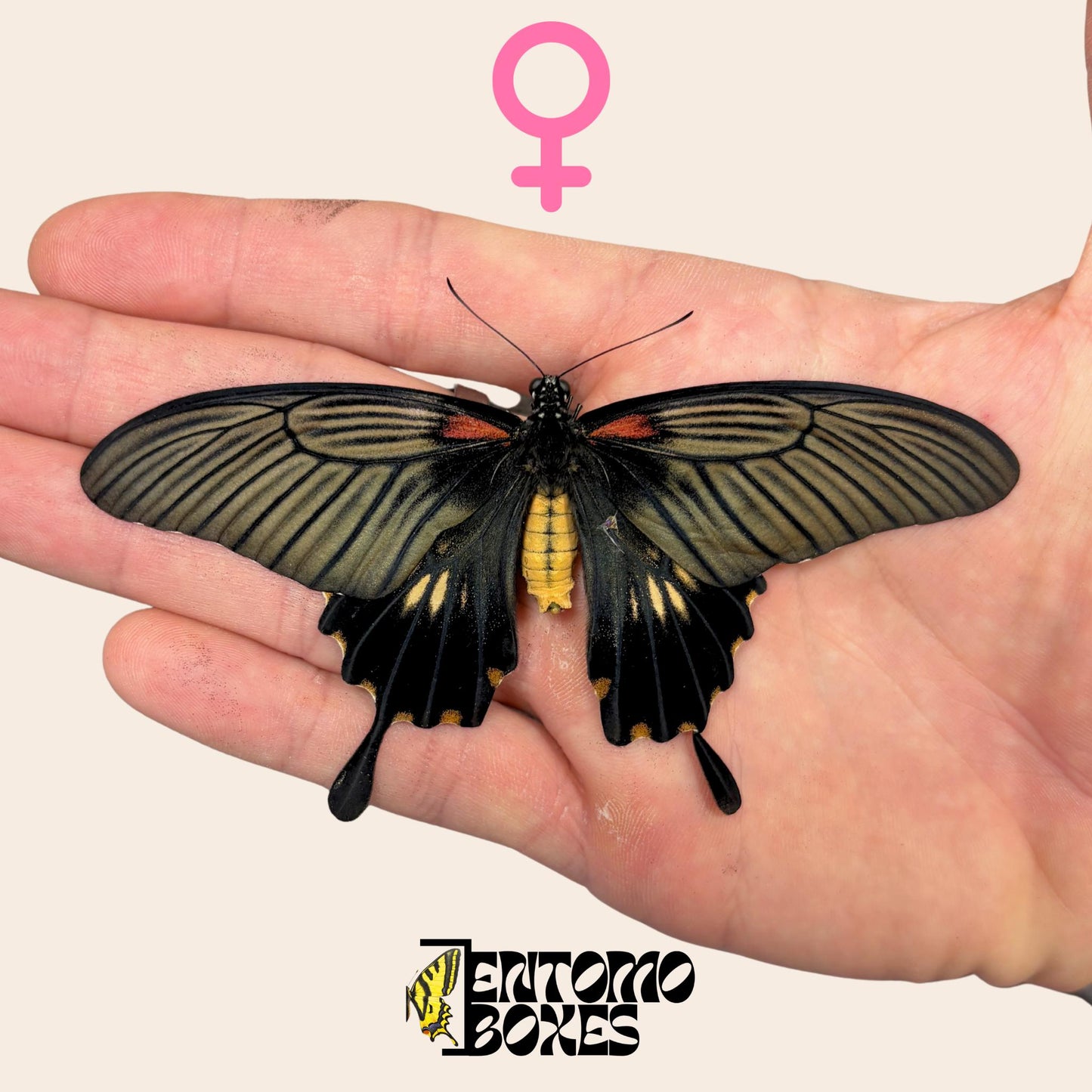 papilio lowi unpinned femelle sur hand