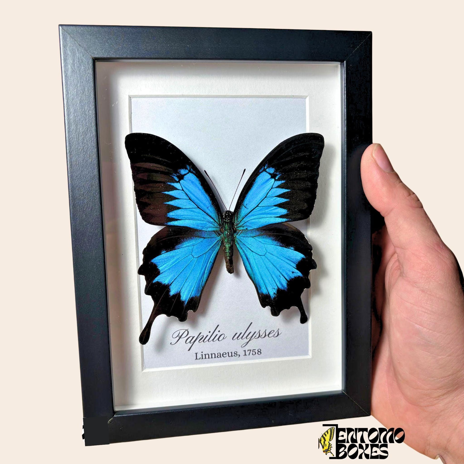Papilio ulysses tropical swallowtail in noir frame