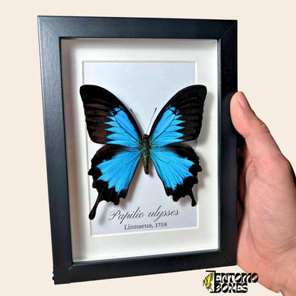 Papilio ulysses tropical swallowtail in noir frame
