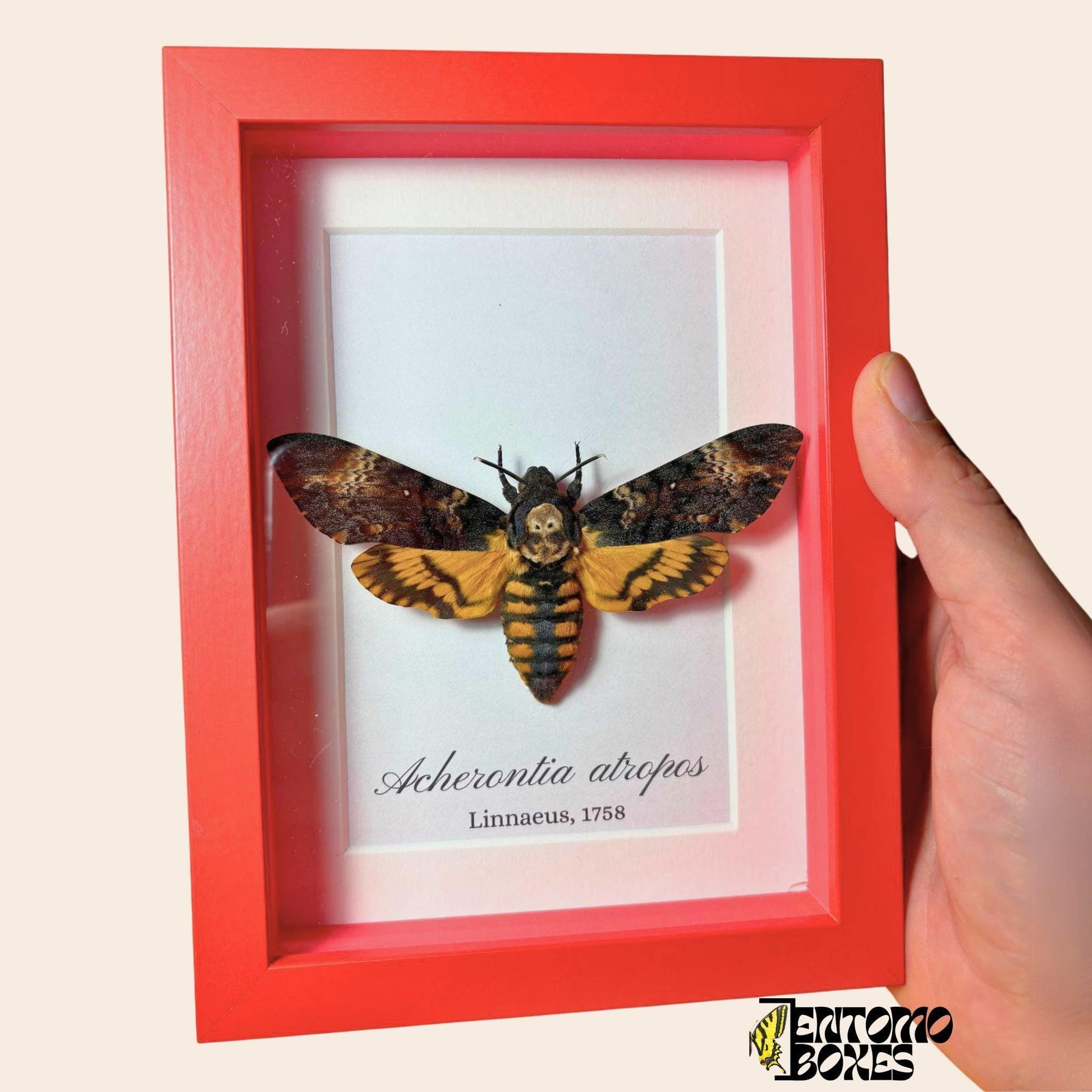 acherontia atropos in rouge frame