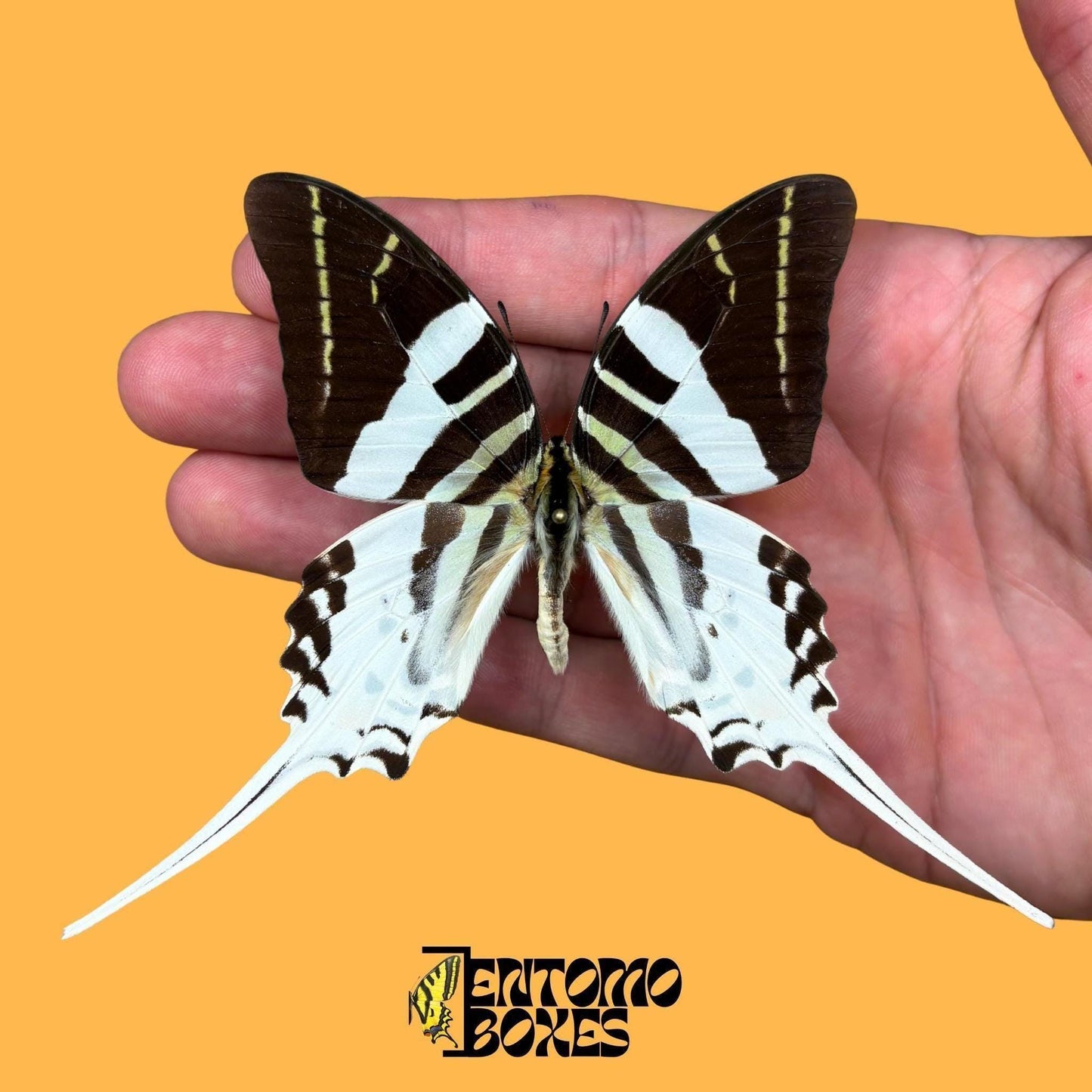 Giant Swordtail papillon étalé mâle