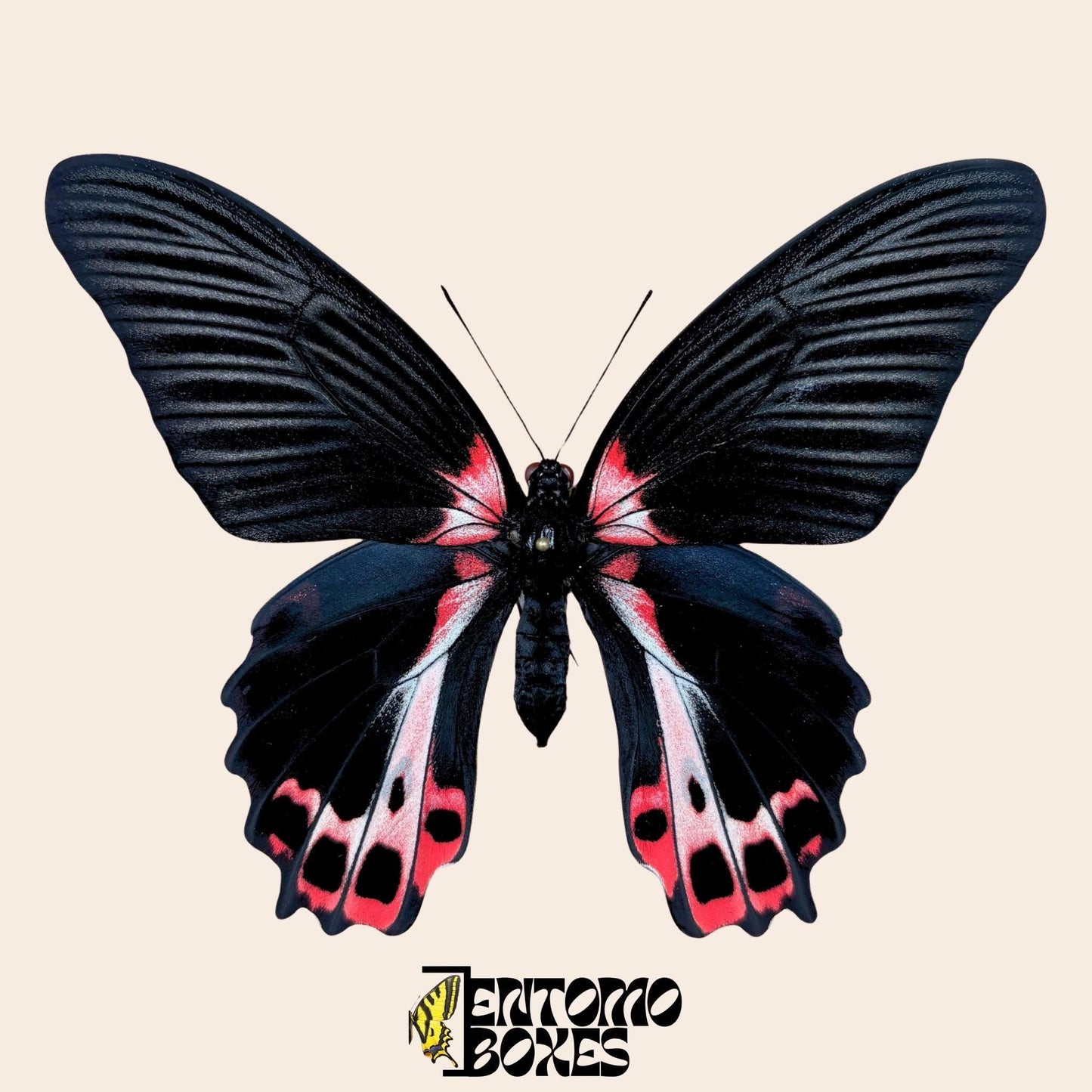 Papilio ruzmanzovia étalé femelle