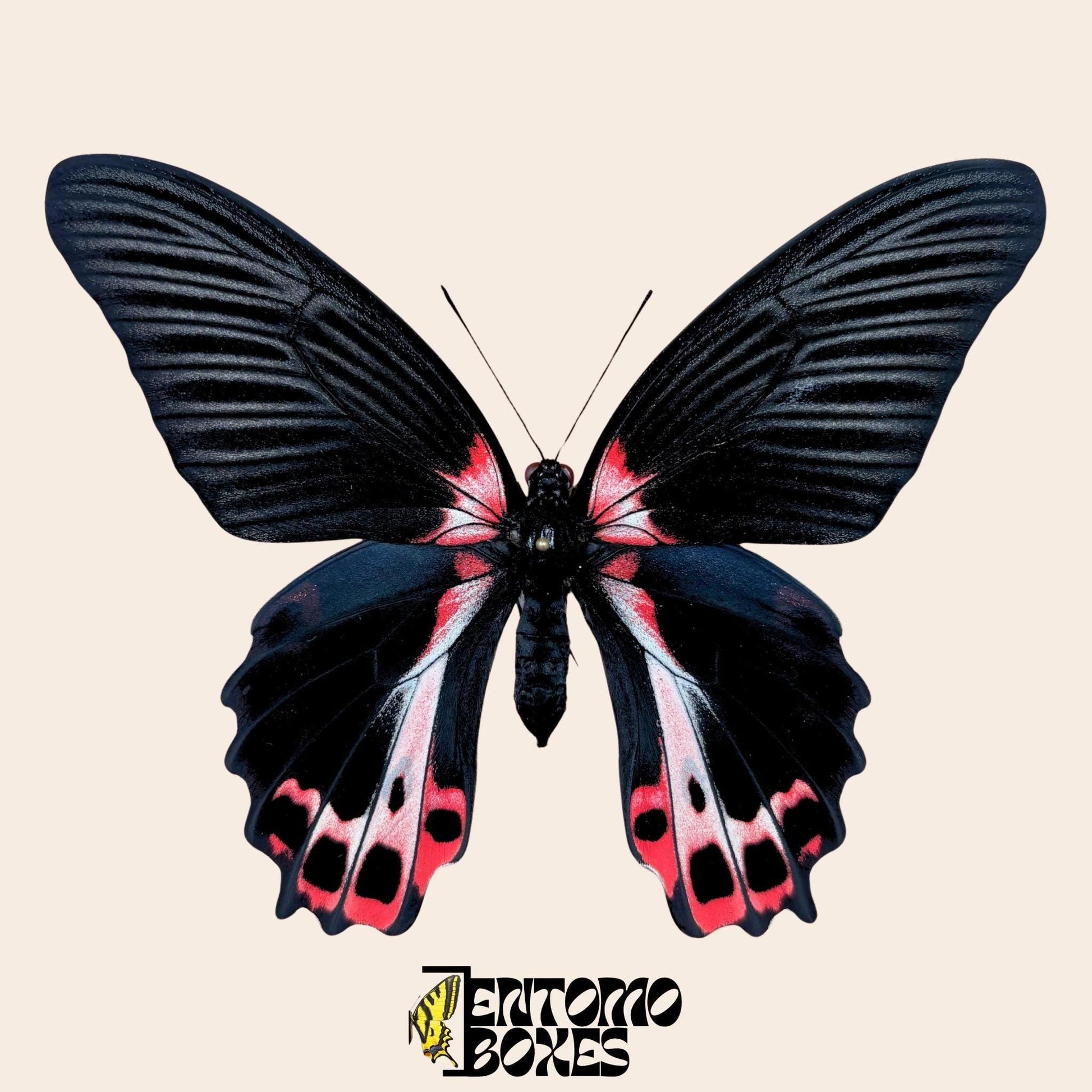 Papilio ruzmanzovia étalé femelle