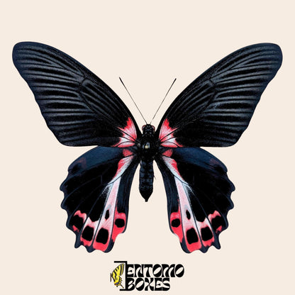 Papilio ruzmanzovia étalé femelle
