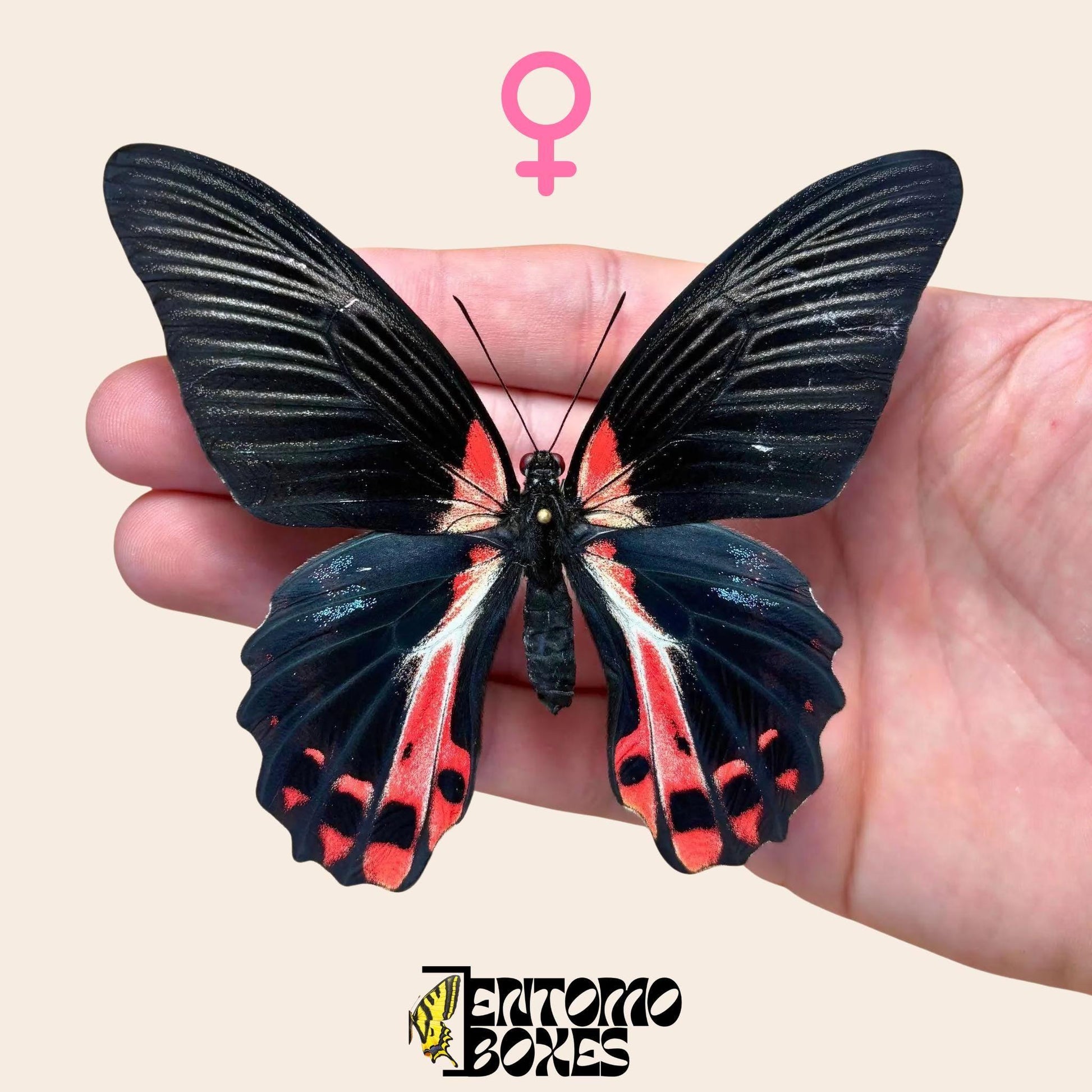 Papilio ruzmanzovia étalé femelle