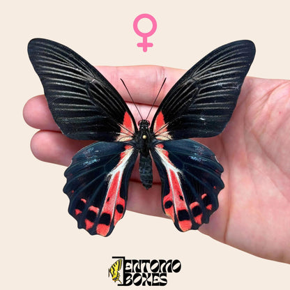 Papilio ruzmanzovia étalé femelle