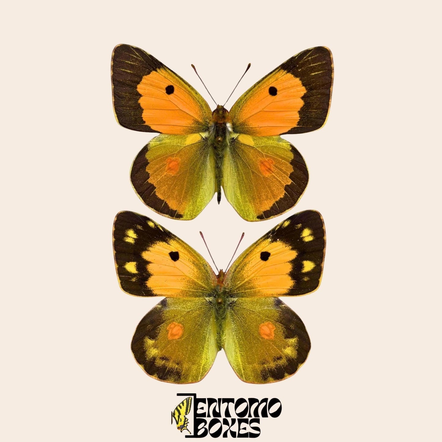 colias croceus paire sur pins