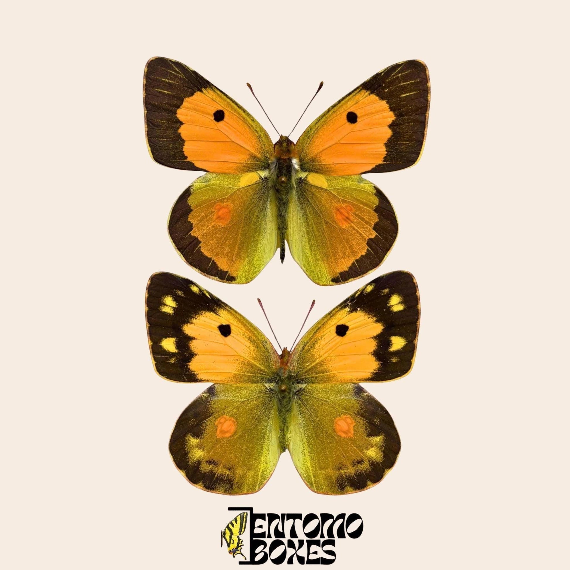 colias croceus paire sur pins