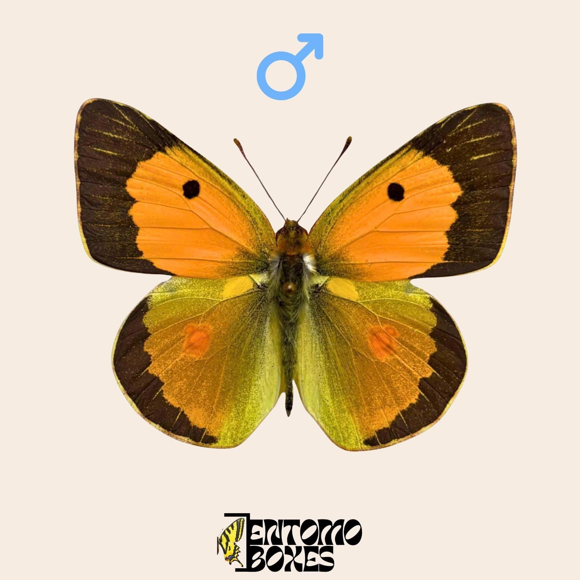 étalé mâle de colias croceus papillon
