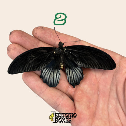véritable papillon Papilio lowi: non étalé qualité A1 coloré spécimen pour collection et taxidermie