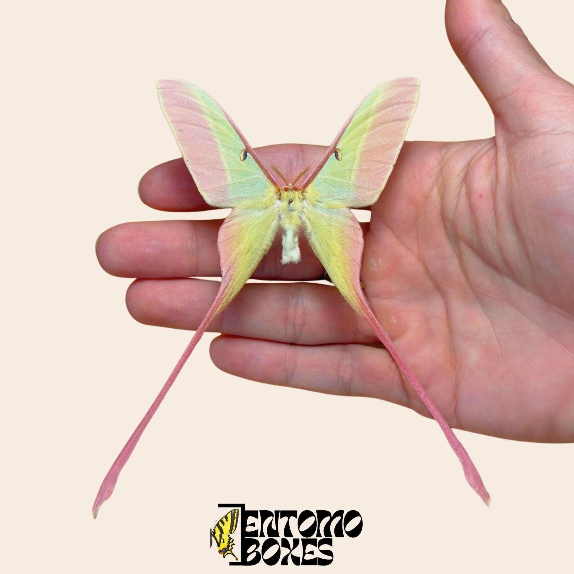 actias dubernardi étalé mâle