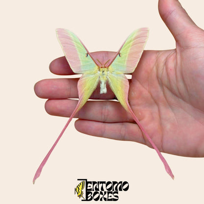 actias dubernardi étalé mâle