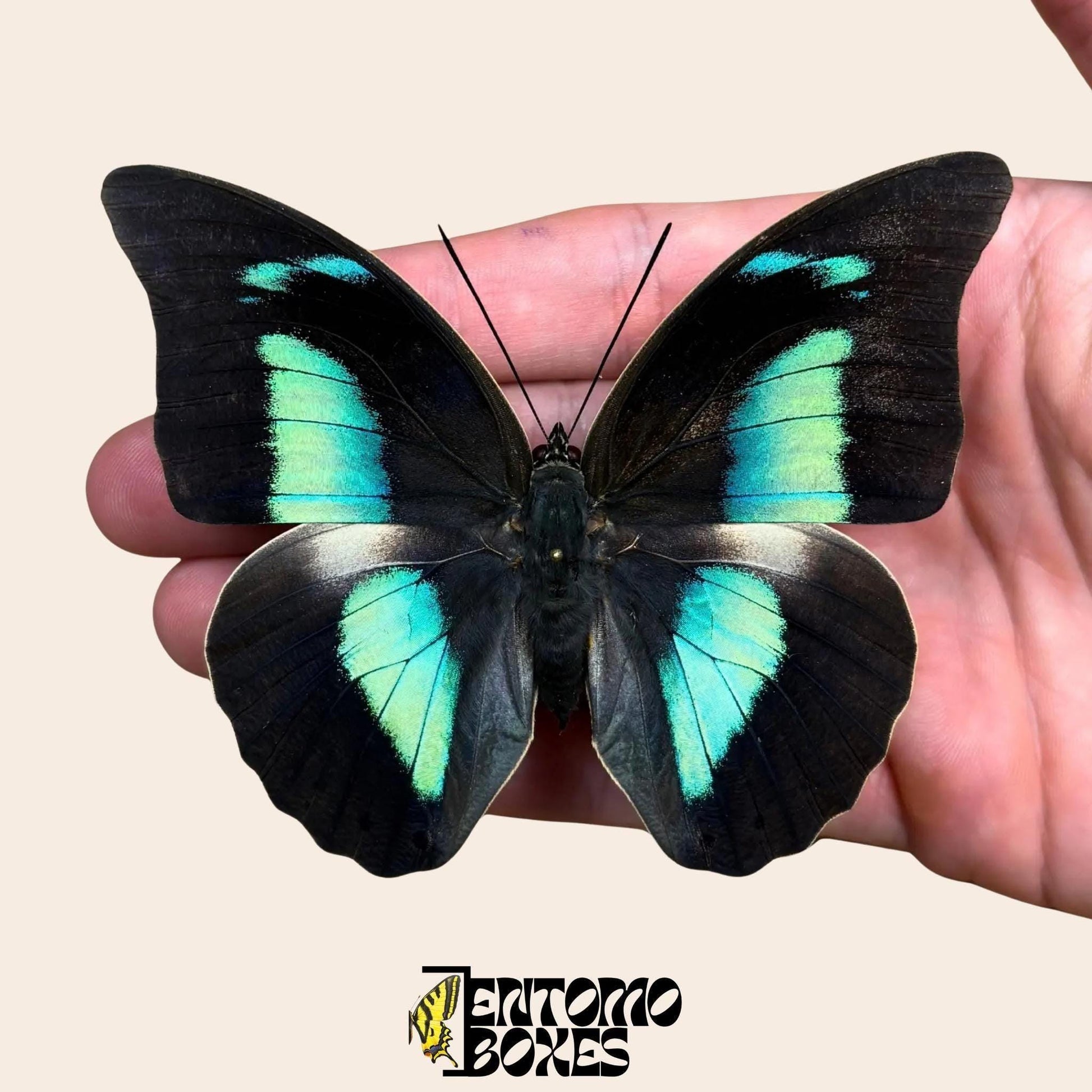 Archaeoprepona demophon étalé papillon sur hand