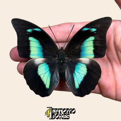 Archaeoprepona demophon étalé papillon sur hand