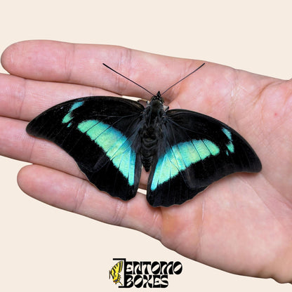 Archaeoprepona demophon papillon sur hand