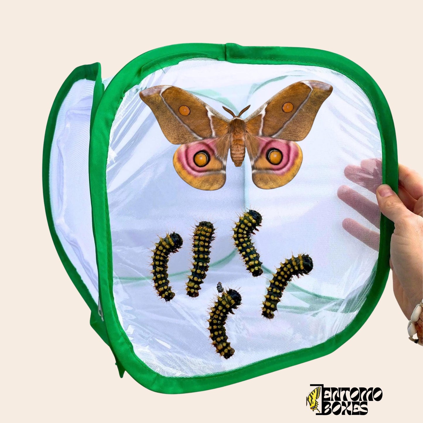 papillon et lépidoptère breeding cage 30x30x30cm
