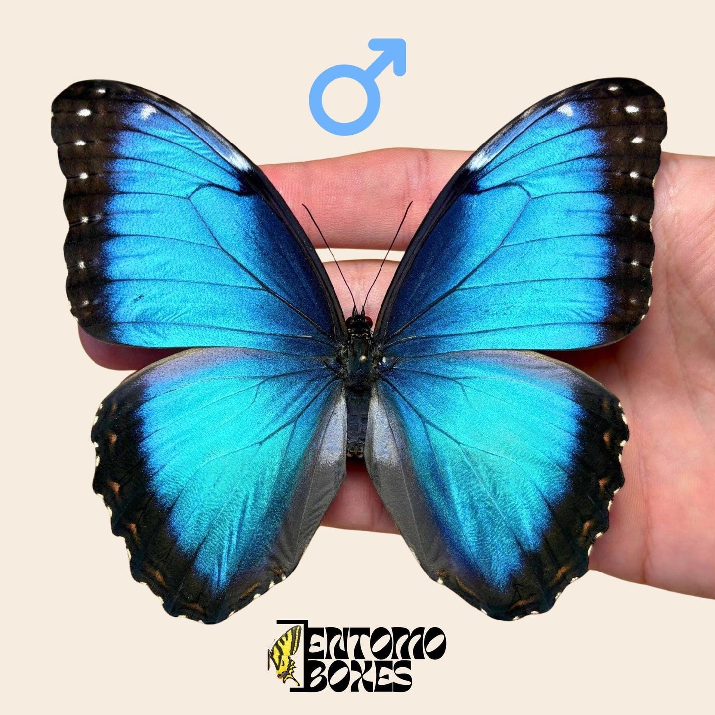 morpho helenor pinned male __etsy:7966226107