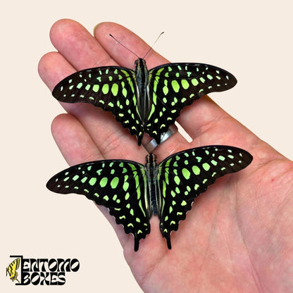 graphium agamemnon two papillons sur hand
