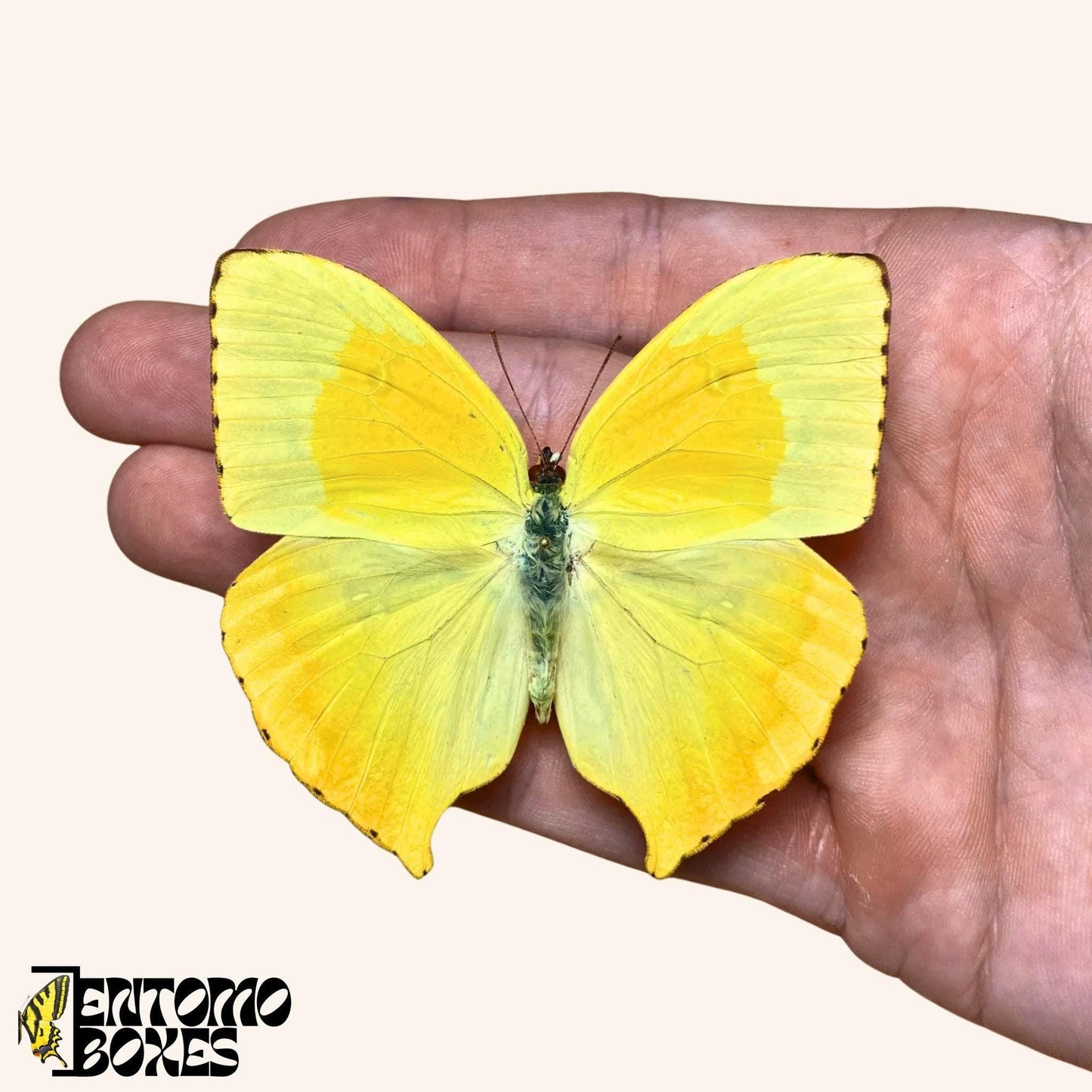 véritable papillon Phoebis neocypris - jaune spécimen étalé pour entomologie taxidermie