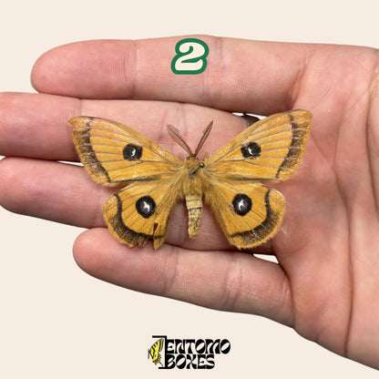 Defected budget lépidoptère et papillon spécimens pour art, collection, taxidermie et entomologie