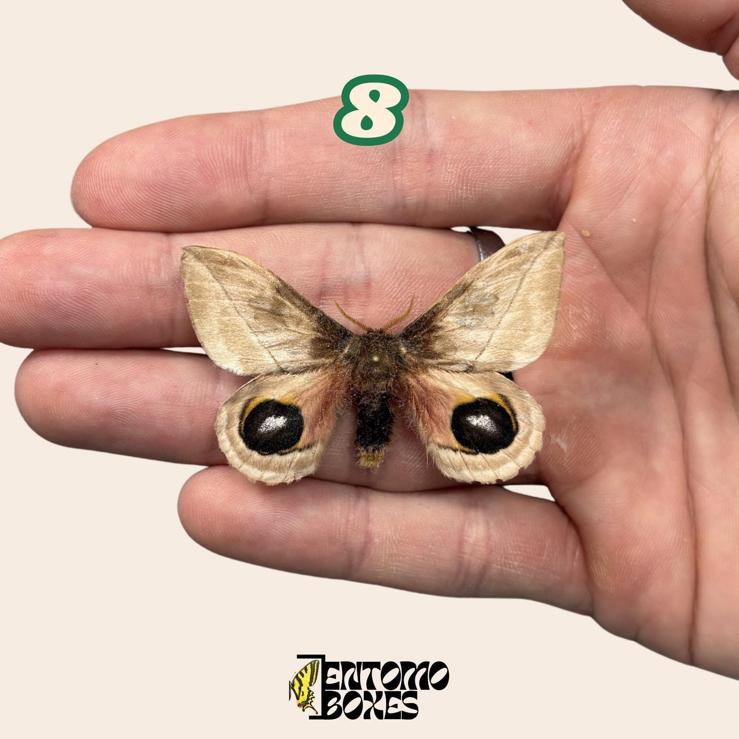 Defected budget lépidoptère et papillon spécimens pour art, collection, taxidermie et entomologie
