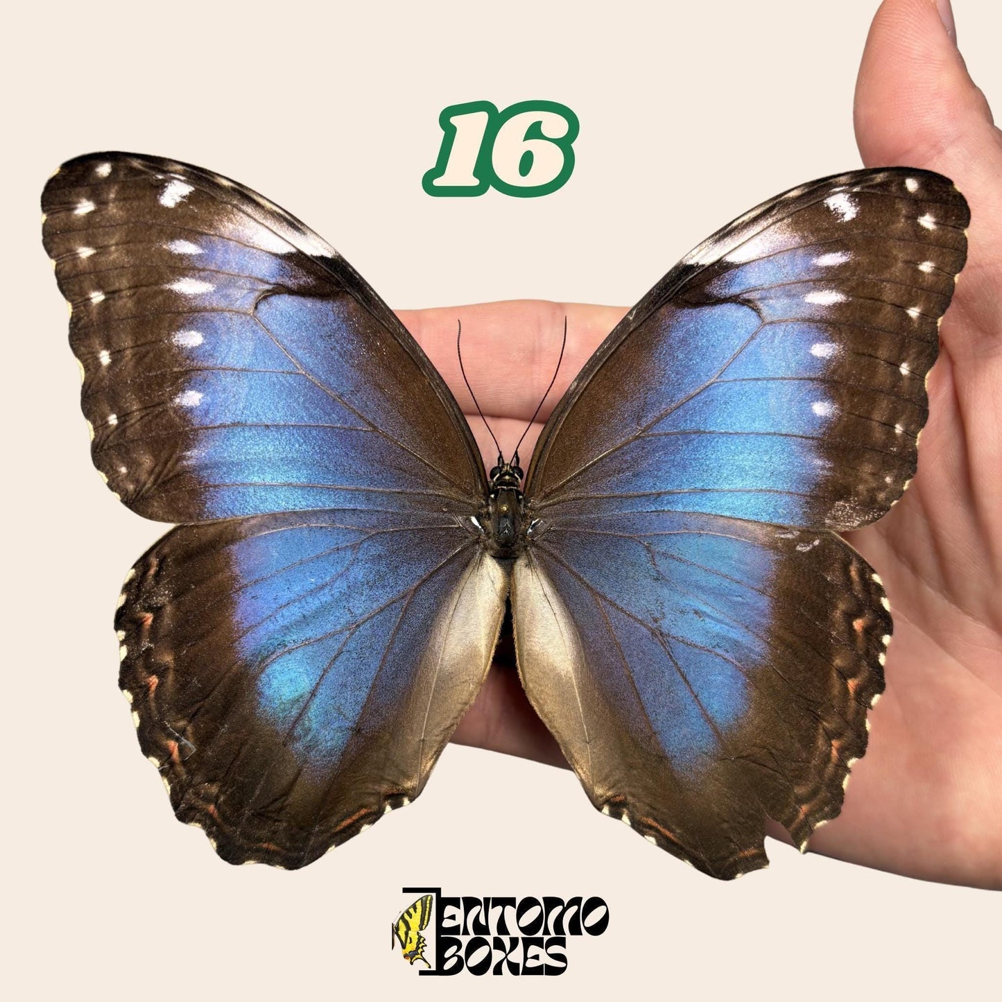 B-qualité bleu Morpho papillon No.16 tenu en main montrant l'imperfection alaire, Pick-Your-Own provenance durable