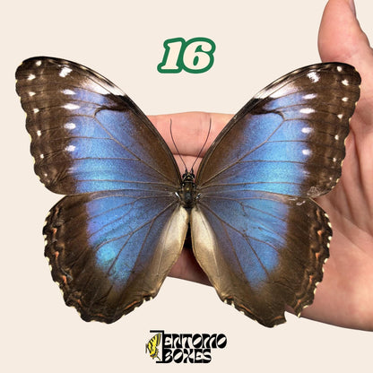 B-qualité bleu Morpho papillon No.16 tenu en main montrant l'imperfection alaire, Pick-Your-Own provenance durable