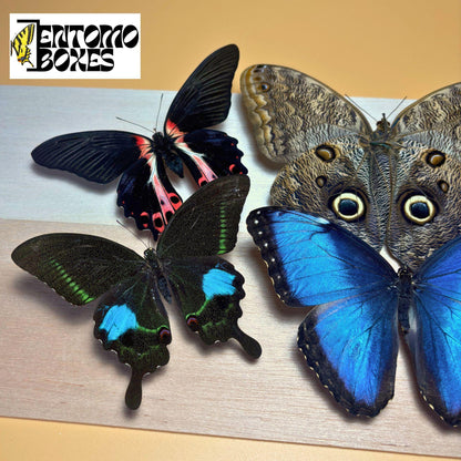 tropical papillons ailes ouvertes