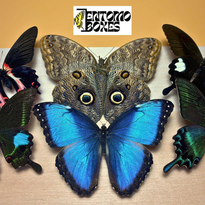 tropical papillons ailes ouvertes