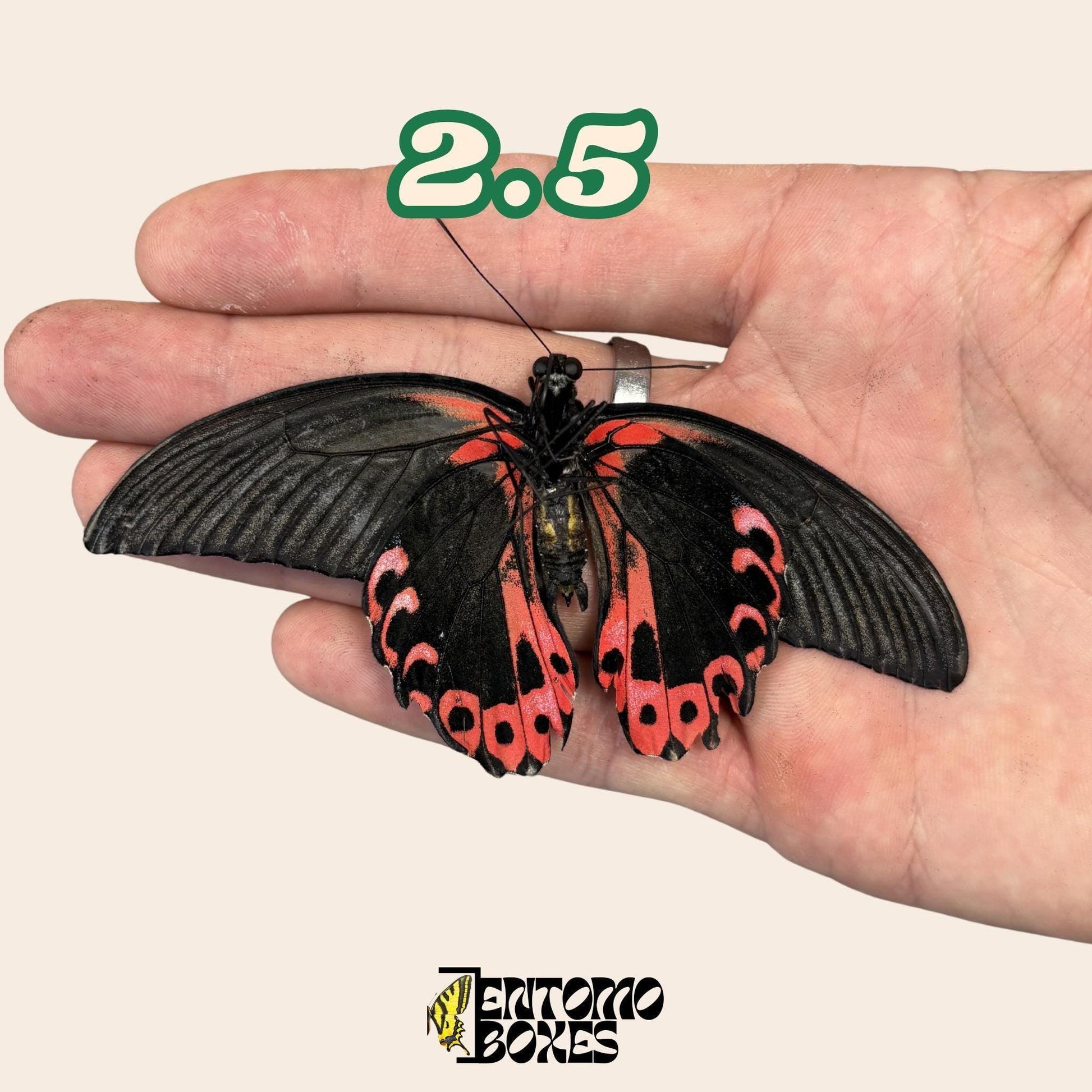 Real butterfly Papilio rumanzovia: unmounted A1 quality red specimen for collection and taxidermy (etsy image id: 7976352038)