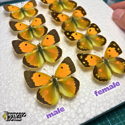males et females colias croceus étalé in a piece de styrofoam