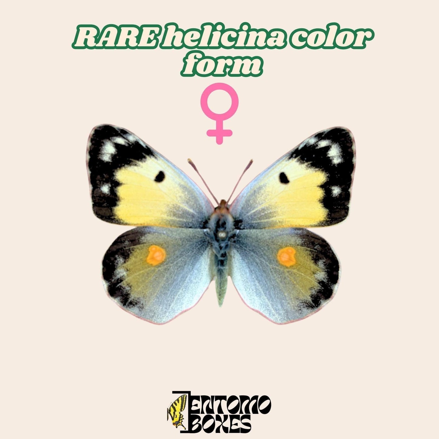 colias croceus helicina color form femelle étalé