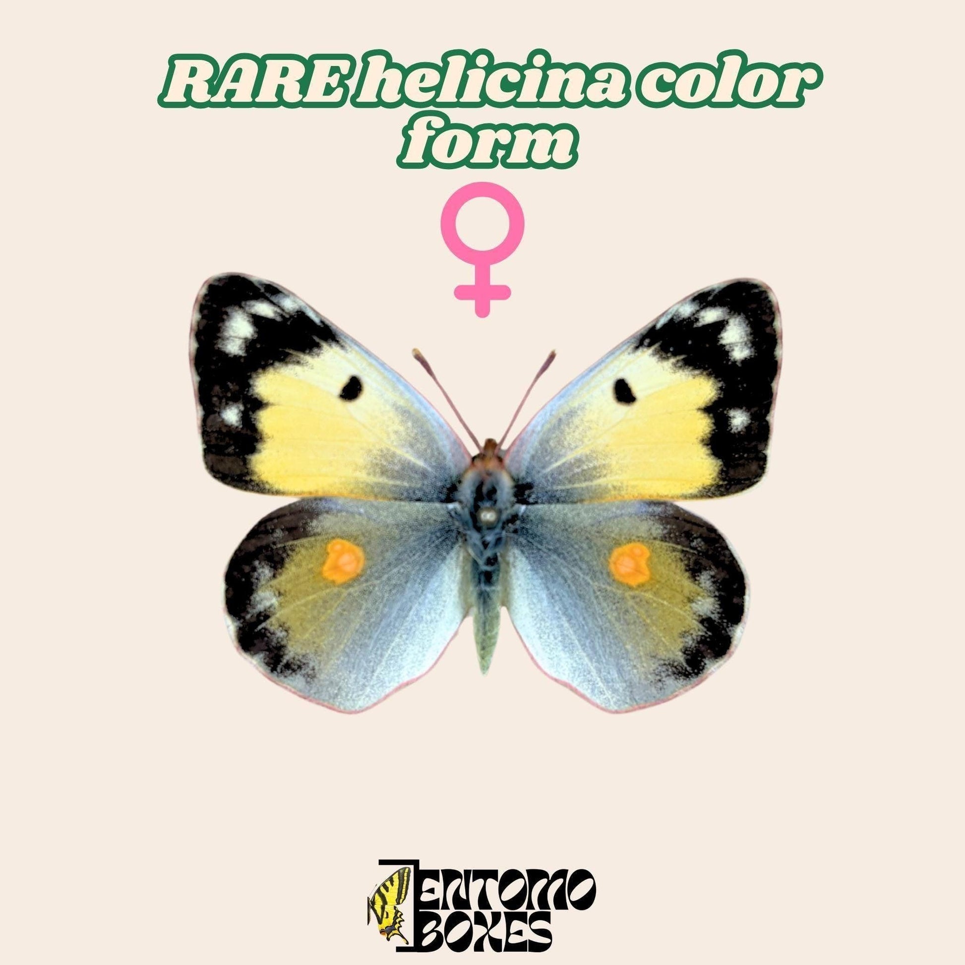 colias croceus helicina color form femelle étalé