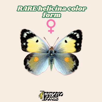 colias croceus helicina color form femelle étalé