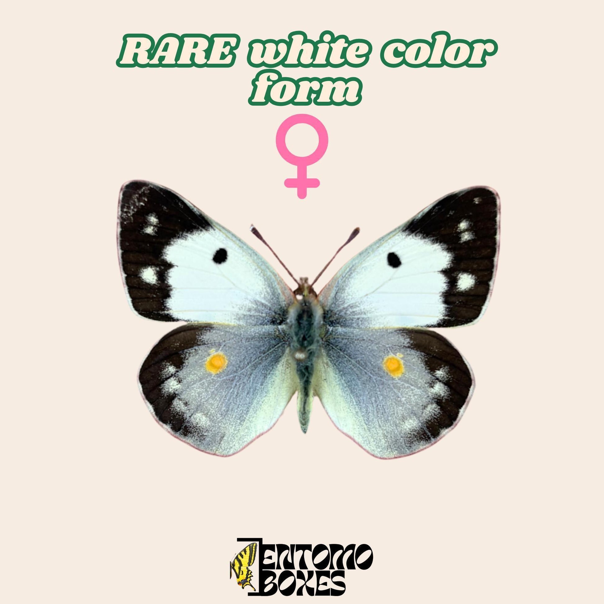 colias croceus étalé femelle de blanc color form
