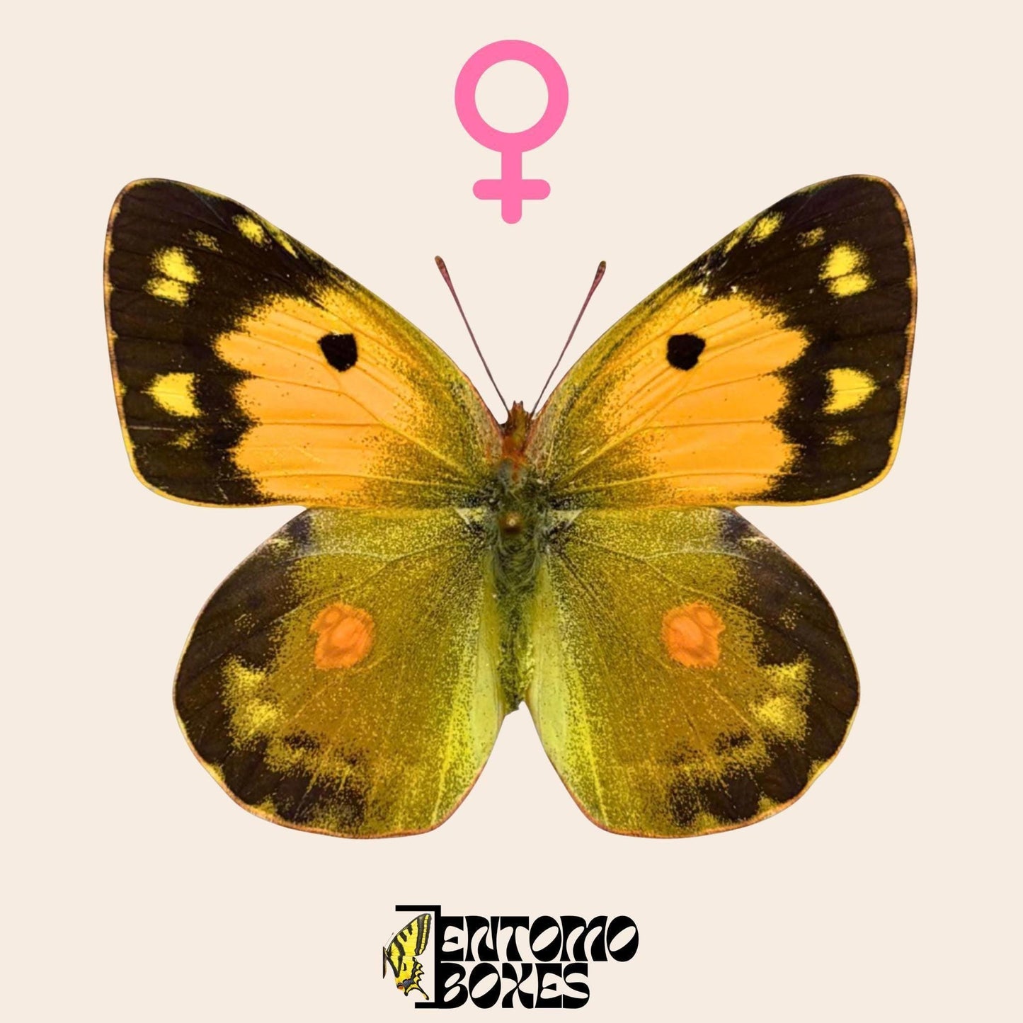 étalé orange femelle de colias croceus papillon