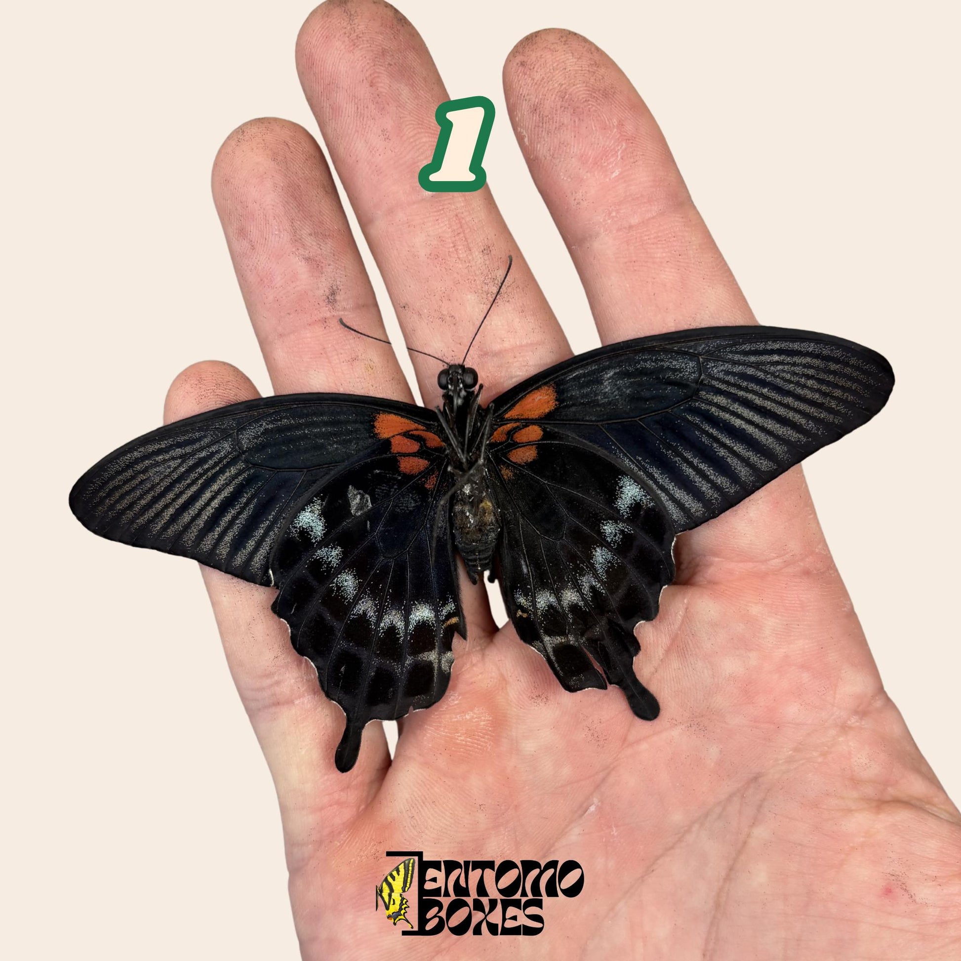 véritable papillon Papilio lowi: non étalé qualité A1 coloré spécimen pour collection et taxidermie
