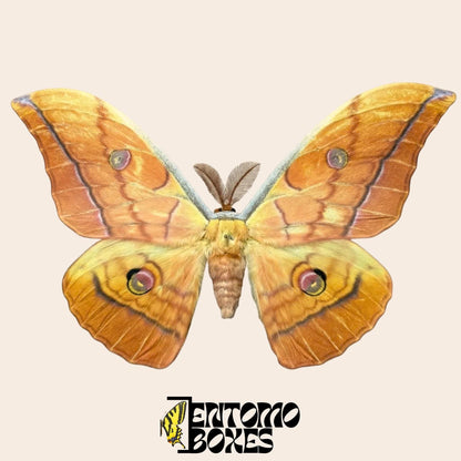 antheraea yamamai orange étalé mâle