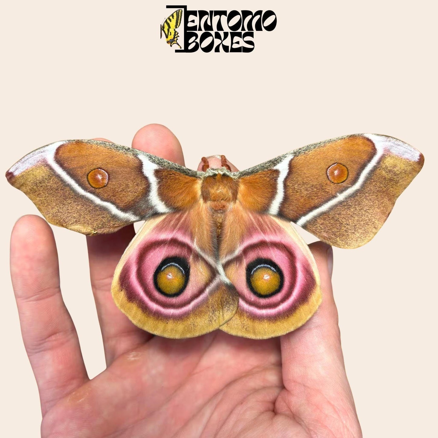antherina suraka femelle lépidoptère