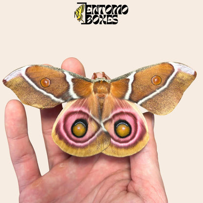 antherina suraka femelle lépidoptère