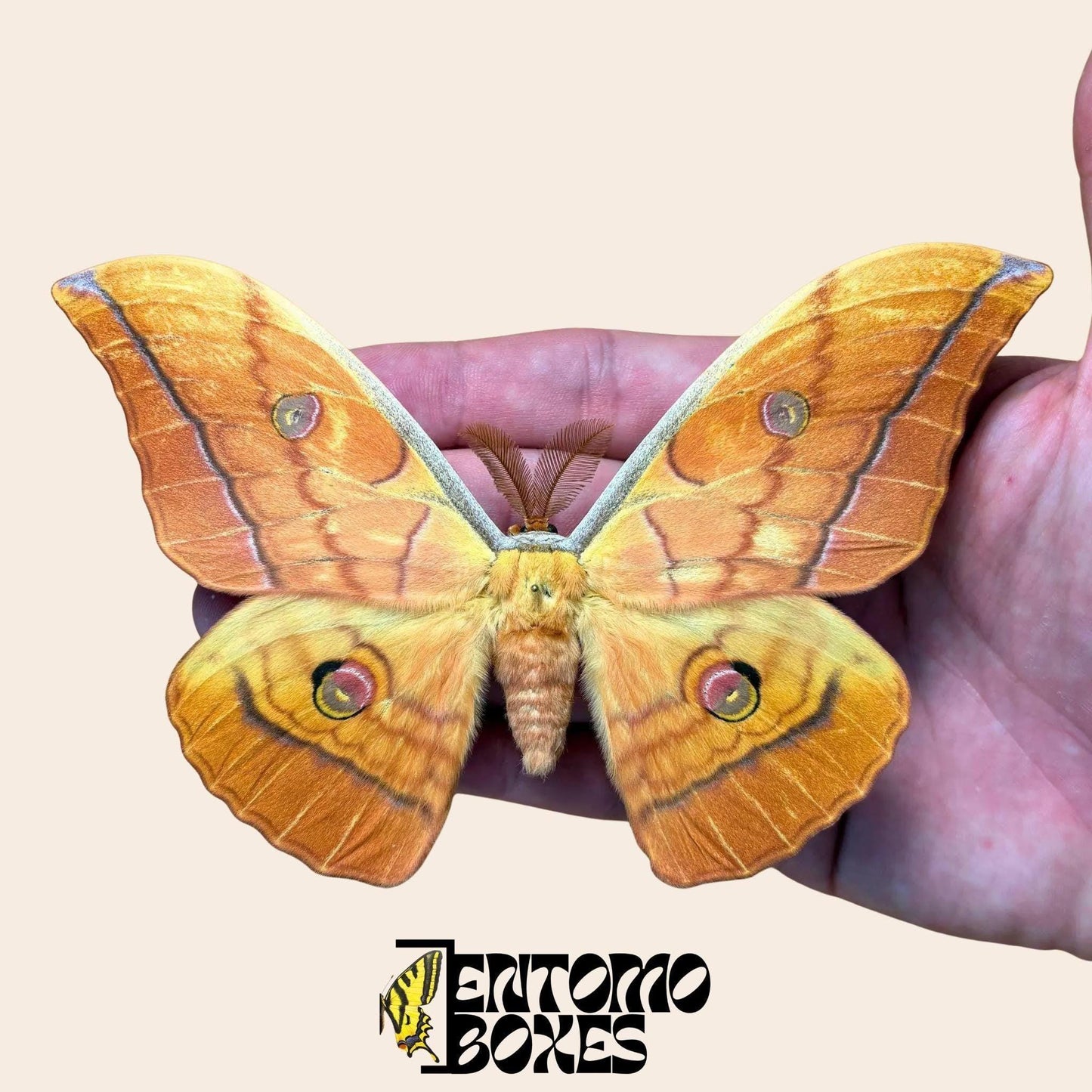antheraea yamamai orange étalé mâle