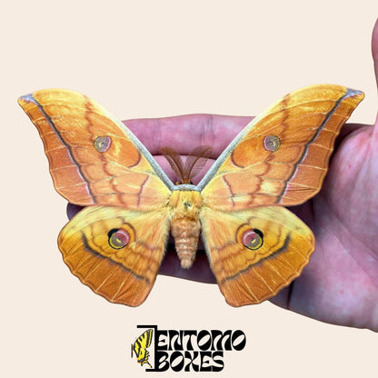 antheraea yamamai orange étalé mâle