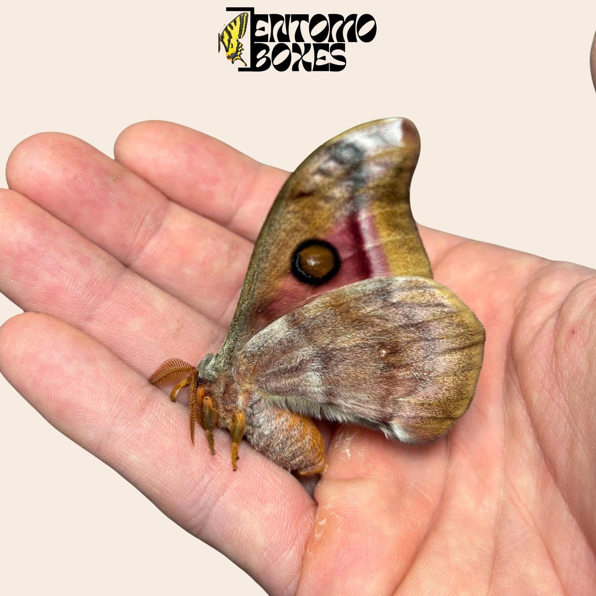 antherina suraka folded ailes mâle lépidoptère