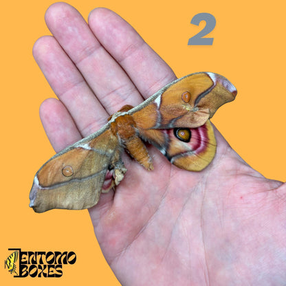 véritable Antherina Suraka lépidoptère spécimen, Étalé ou Non étalé, Madagascar lépidoptère séricigène, vitrine entomologique, taxidermie insecte