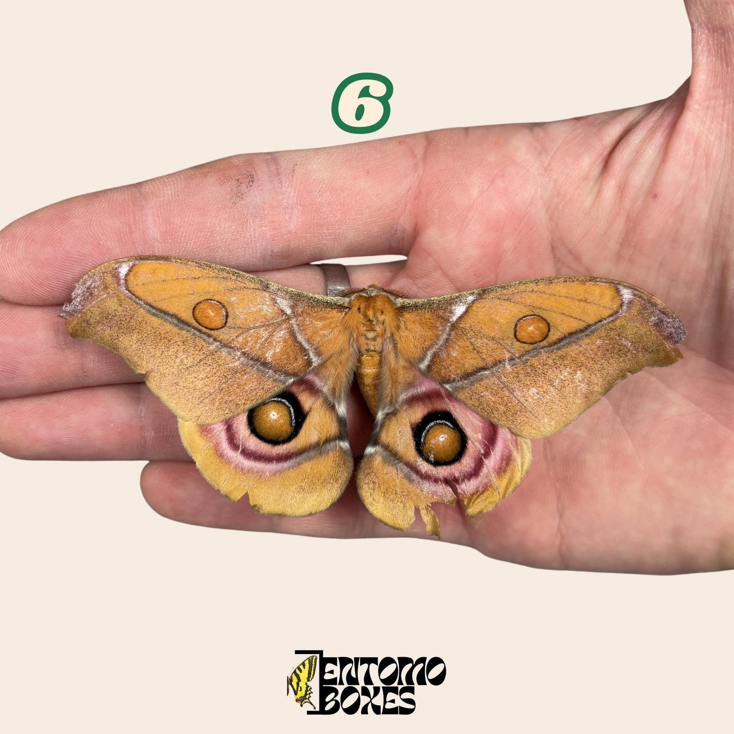 véritable Antherina Suraka lépidoptère spécimen, Étalé ou Non étalé, Madagascar lépidoptère séricigène, vitrine entomologique, taxidermie insecte