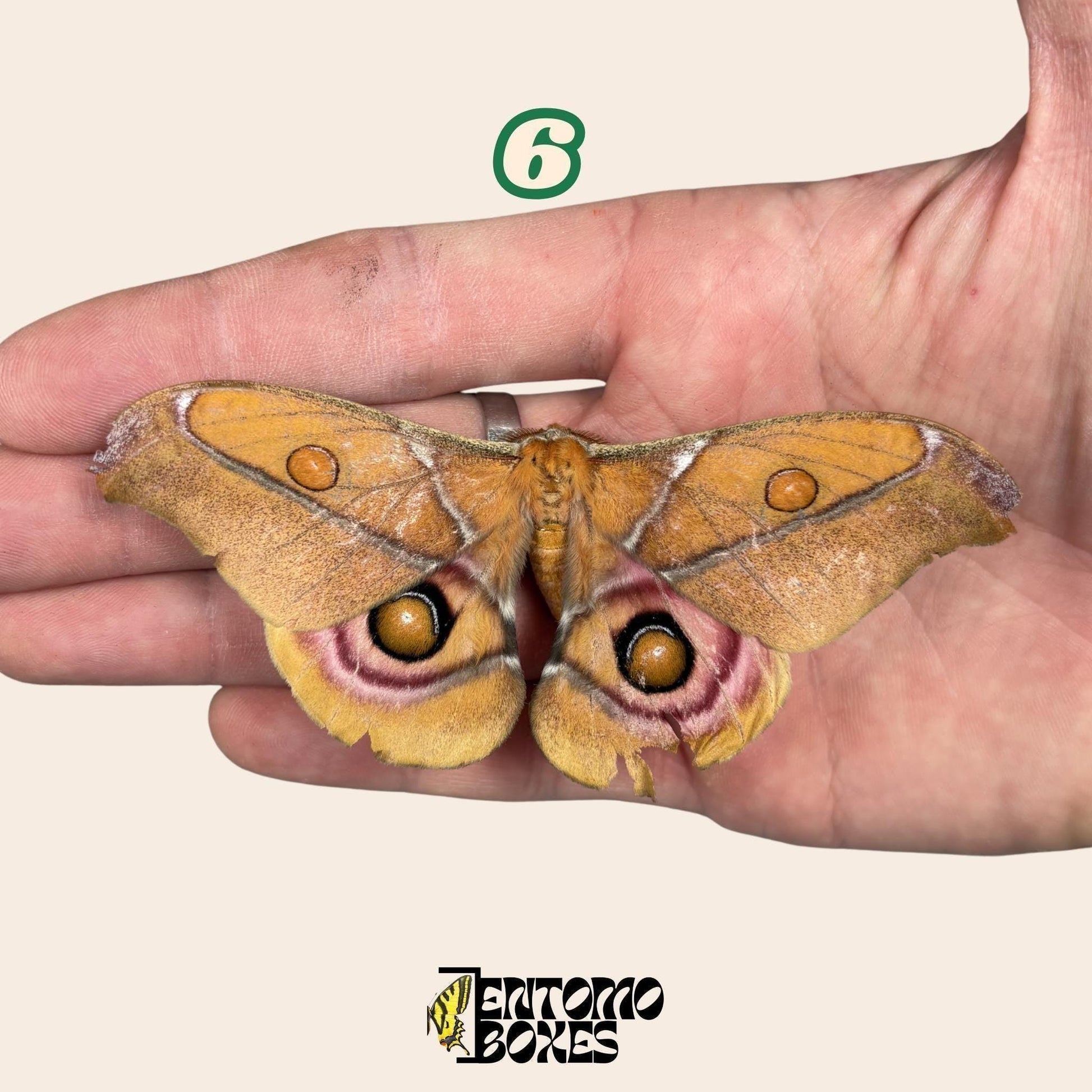 véritable Antherina Suraka lépidoptère spécimen, Étalé ou Non étalé, Madagascar lépidoptère séricigène, vitrine entomologique, taxidermie insecte