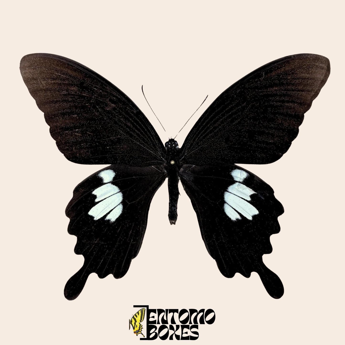Papilio helenus papillon sur pin