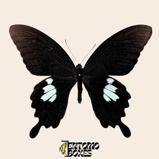Papilio helenus papillon sur pin